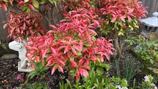 Maintaining Cloud Pruning For Pieris Japonica Early Season  May 4 2022 [upl. by Akahc784]