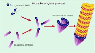 Microtubules Structure and Function [upl. by Kuth]