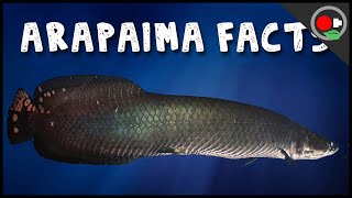 5 Facts About the Arapaima  Pirarucu [upl. by Weirick]