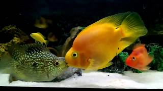 Green Texas VS Parrot Cichlid Fight till win [upl. by Carny]