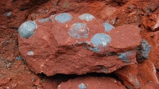 43 fossilized dinosaur eggs found [upl. by Alvinia]