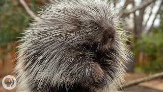 Porcupines Give You 30000 Reasons to Back Off  Deep Look [upl. by Edora]