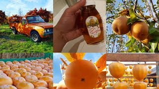 HONEY Persimmon Honey from OTOW Farm [upl. by Anairotciv]