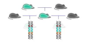 CRISPRCas9 Safeguarding Gene Drives [upl. by Enttirb322]