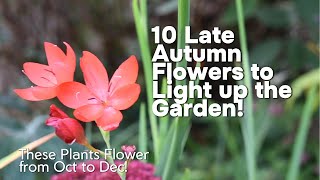 10 Hardy Colourful Plants that Flower for Late AutumnFall [upl. by Ytte]