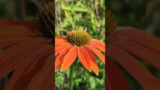 Sonnenhut Echinacea Orange Blüte [upl. by Gerrald662]