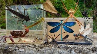 hunting insects on the edge of the ditch crabs nymphs fish damselflies spiders [upl. by Traci]