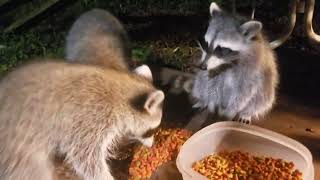 Raccoon quotMamaquot amp all Five Babies Eating NILLA Wafers Cookies [upl. by Margherita]