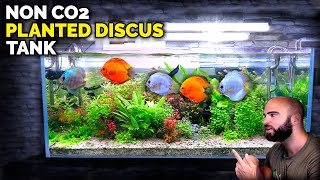 Aquascape Tutorial Non co2 4ft Discus Aquarium How To Full Step By Step Guide Planted Tank [upl. by Aihtnis21]