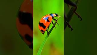 Coccinella transversalis known as ladybird beetle Shorts Viral Trending Explore FYP ForYouPage [upl. by Dickens]