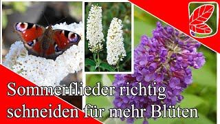 Sommerflieder  Flieder richtig schneiden für mehr Blüten [upl. by Alodee]