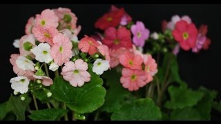 Primula obconica  Becherprimel German Primrose [upl. by Adnohsed]