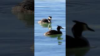 Grebes Grebe Waterbird Conservation [upl. by Hulburt]