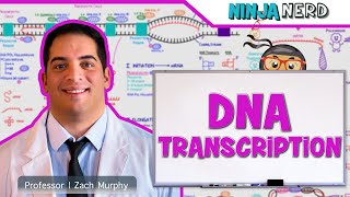 Cell Biology  DNA Transcription 🧬 [upl. by Googins]