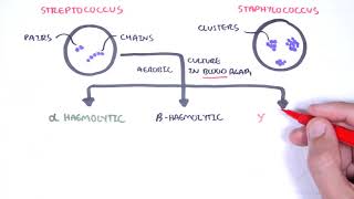 Microbiology  Streptococcus species [upl. by Alikee]