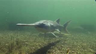 Paddlefish Anatomy of a Living Fossil [upl. by Aihselat16]