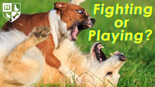 Dog Fighting or Playing How to tell the difference [upl. by Ahset]