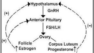 Hormonal control of OogenesisClass 12 by Manisha mam [upl. by Znarf755]