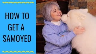 Tips And Tricks For Buying A Samoyed  Where Should I Buy A Samoyed [upl. by Joete]