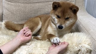 ついにゆきちゃんが本命を告白！ 柴犬ゆき Shiba inu Yuki [upl. by Amrak977]