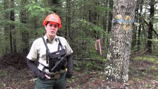 Firewood Cutting on the Mt Hood National Forest [upl. by Seem]