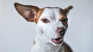 Dog barking sound effect  REALISTIC [upl. by Grane]