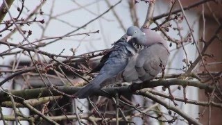 RINGELTAUBE putzt sich für die Brautschau  Columba palumbus [upl. by Aniraad]