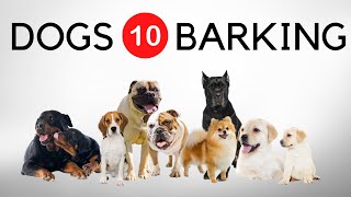 10 Dogs Barking Sound Effects And Noises Barking Dogs HQ Loud [upl. by Hgielah]