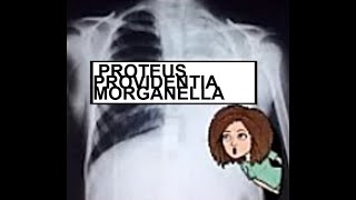 Proteus Providencia Morganelli [upl. by Randene]