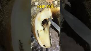 cow hoof painingHoof triming techniquesCow hoof healthHoof cleaning method asmr farrier [upl. by Nitsir]