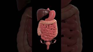 Internal Organ System shortsfeed shortsvideo short shorts anatomy [upl. by Alonzo321]