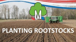 Planting rootstocks  Fruit tree nursery Morren [upl. by Aman]