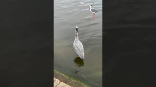 quotGrey Heron Raises Crest amp Bends as Gull Circles Overhead—Intense Aerial Standoffquot Part 2 [upl. by Lewanna656]