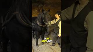 Exploring the History of Wieliczka Salt Mine From workers to Horses wieliczka shorts saltmine [upl. by Iaria]