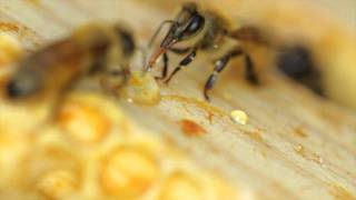 Apis Mellifera [upl. by Soll]