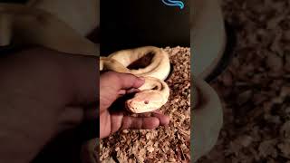 BURMESE Python handling tips snake burmesepython burmesepythons [upl. by Blackburn]