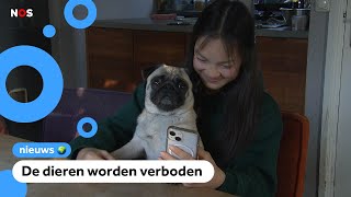 Mag XiaoMei straks geen fotos van haar hond meer op Insta zetten [upl. by Ursal38]