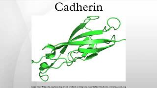 Cadherin [upl. by Saraann]