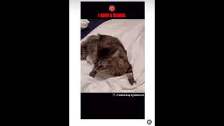 Possessed Cat Acts Like A Horse 😮😂 [upl. by Pfeffer]