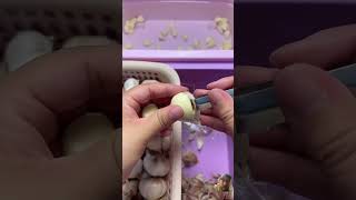 Peeling garlic food oddlysatisfying cooking [upl. by Sukul]