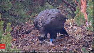 Primer plano de 8FR webcam buitre Sierra de Guadarrama seobirdlife [upl. by Stelmach]