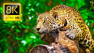 Ultimate Wild Animals Collection in 8K ULTRA HD  8K TV [upl. by Adolfo]