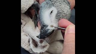 Rhinolith African Grey Parrot Nose Picking [upl. by Bron940]