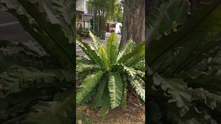 Birds nest fern Platicerium staghorn outdoorplants nature morningwalk morningroutine [upl. by Bouzoun]