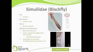 Blackfly Simuliidae Key ID Features [upl. by Philo79]