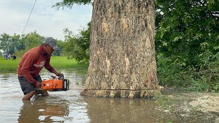 Submerged in Water Cut down 4 Trees Hit by Flood [upl. by Eiznil64]