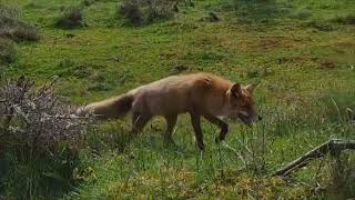 Wildtierschützer Johann spricht über die wahren Gründe der Fuchsjagd [upl. by Attenyt757]