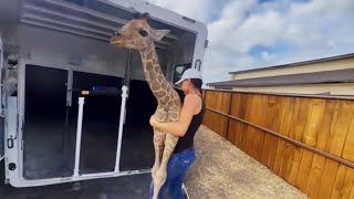 Family Adopts Baby Giraffe Rejected By Mom [upl. by Anilahs]