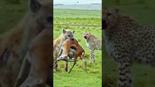 Why do we feel bad when a hyena snatches a kill from a cheetah50My opinion is quotwhen cheetahs [upl. by Muhcan]