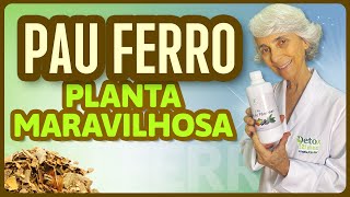 Pau ferro que planta maravilhosa [upl. by Adrahs532]